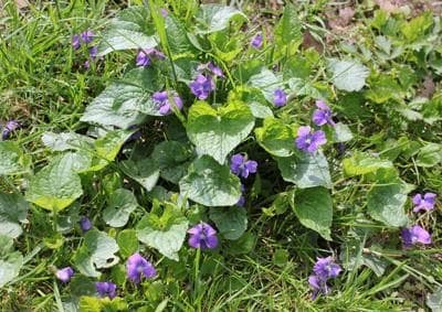 Wild Violets Facts