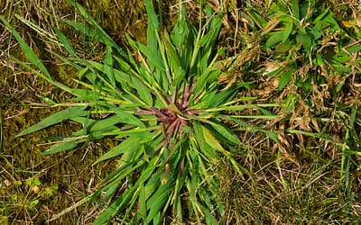 Crabgrass – How to Prevent It
